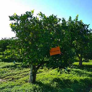 Sicilian oranges Produit certifié